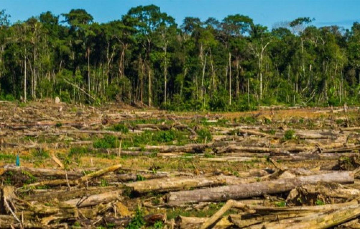 En los últimos 10 años, Entre Ríos perdió unas 135 mil hectáreas por deforestación 