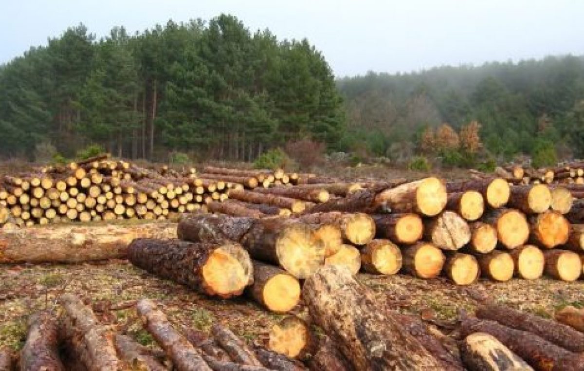 El país de los bosques arrasados