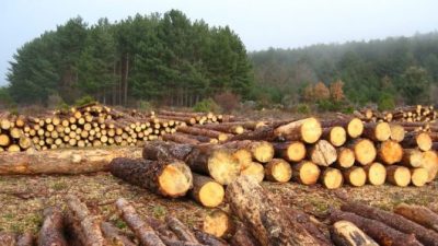 El país de los bosques arrasados