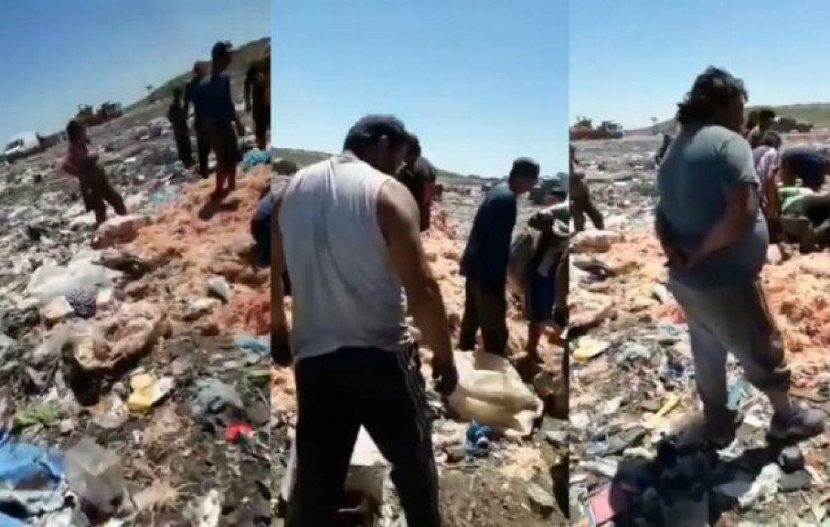 El lado de B de Mar del Plata: en plena temporada, vecinos juntan pollos podridos de la basura