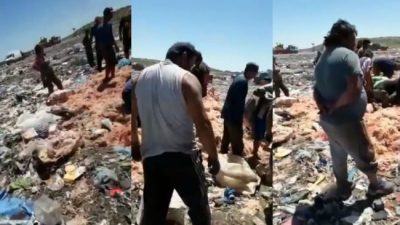 El lado de B de Mar del Plata: en plena temporada, vecinos juntan pollos podridos de la basura