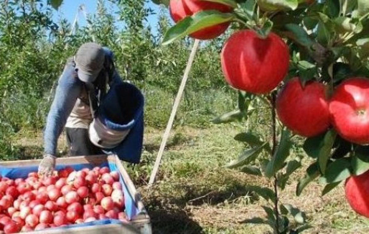 Río Negro: Barrera baja para manzanas y peras