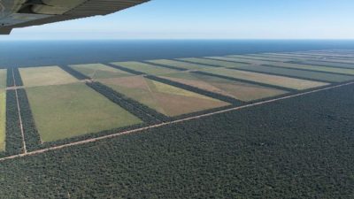 Greenpeace: “Durante 2018, se deforestó ilegalmente el equivalente a dos veces Buenos Aires”