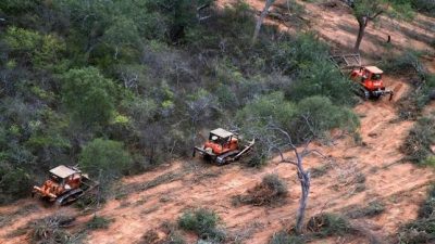 Cerca de 1.000.000 de hectáreas fueron ilegalmente deforestadas en Argentina