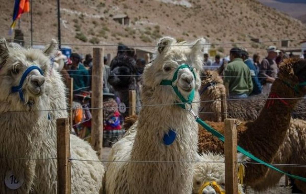 Pastos Grandes, de fiesta por la VI Feria de la Llama