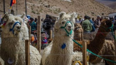Pastos Grandes, de fiesta por la VI Feria de la Llama