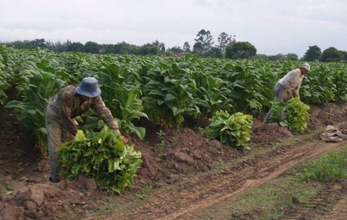 Jujuy: Tabacaleros piden que se declare la emergencia económica en el sector