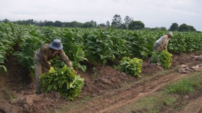Jujuy: Tabacaleros piden que se declare la emergencia económica en el sector