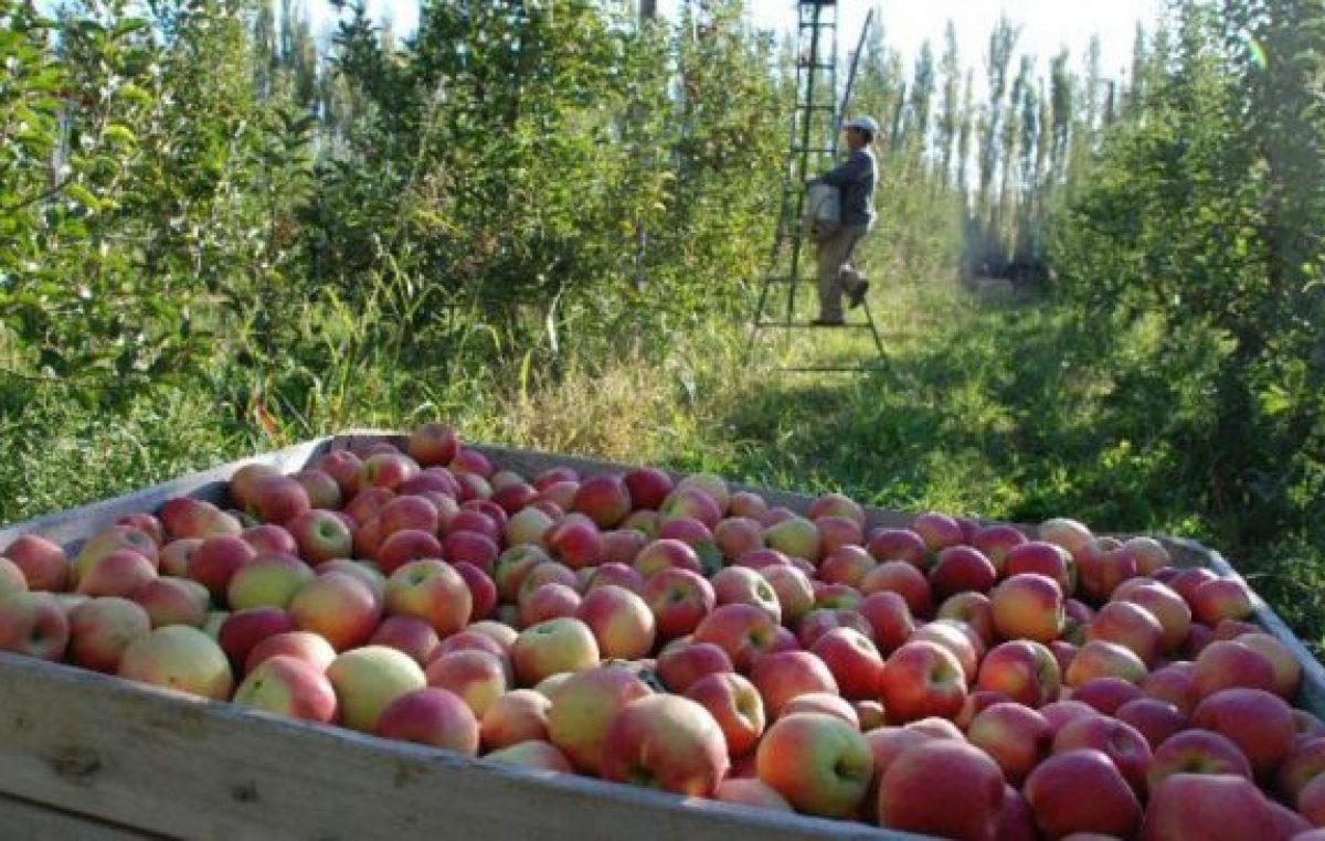 Río Negro: Fuertes críticas por dejar al sector frutícola fuera de los Precios Esenciales