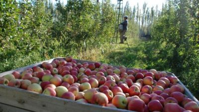 Río Negro: Fuertes críticas por dejar al sector frutícola fuera de los Precios Esenciales