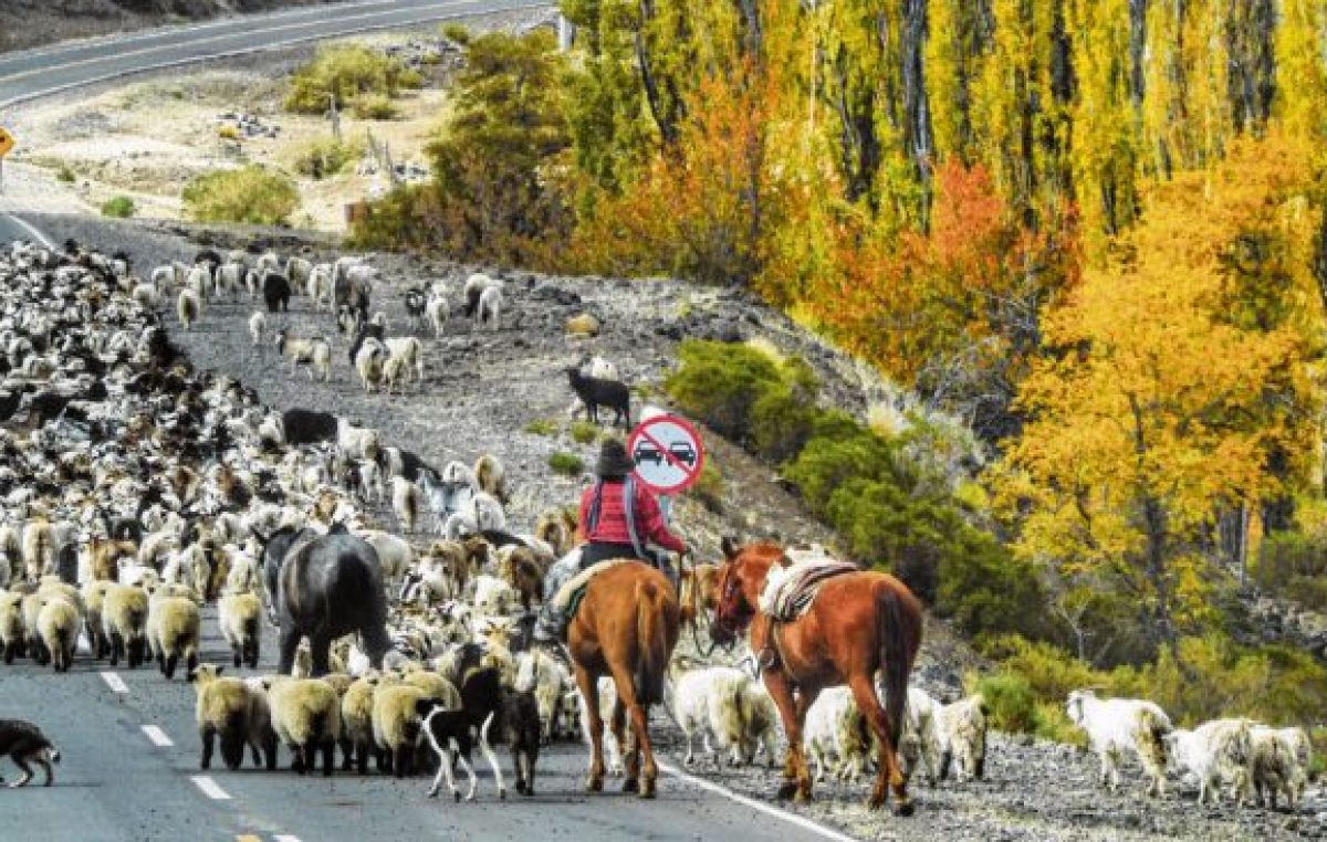 Más de un millón de animales se mueven en la veranada neuquina