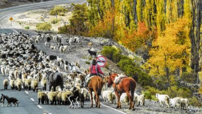 Más de un millón de animales se mueven en la veranada neuquina