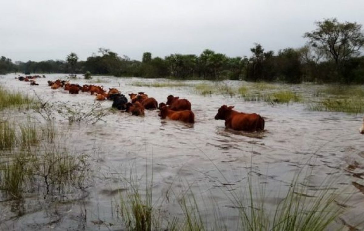 El drama de los productores del norte santafesino que sigue bajo agua