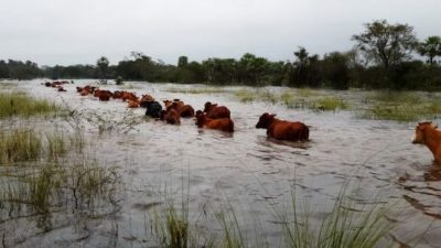 El drama de los productores del norte santafesino que sigue bajo agua