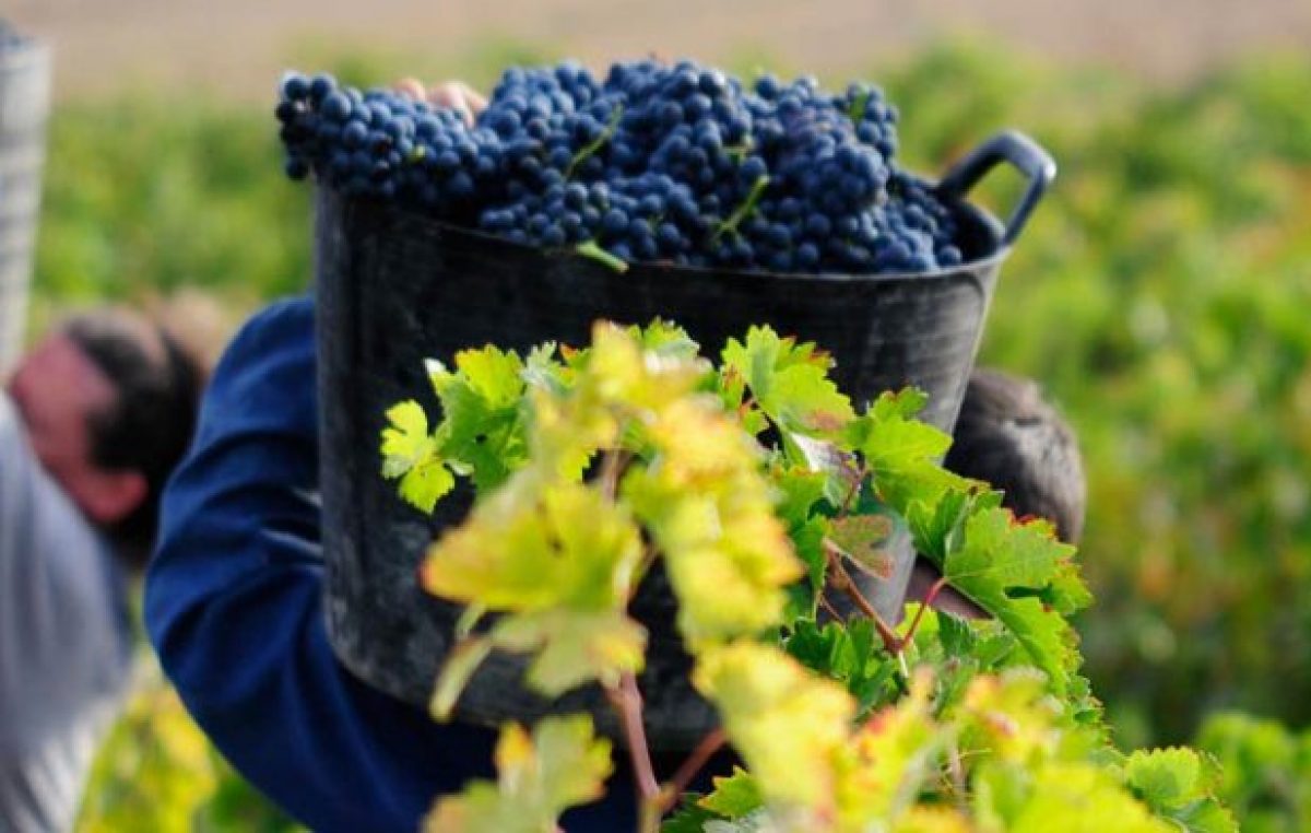 Cerraron 75 bodegas mendocinas en los últimos siete años