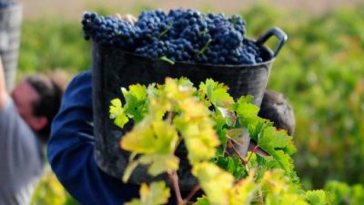 Cerraron 75 bodegas mendocinas en los últimos siete años