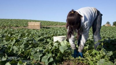 En un año detectaron 62 casos de trabajo infantil en Mendoza y 30% se dan en el agro