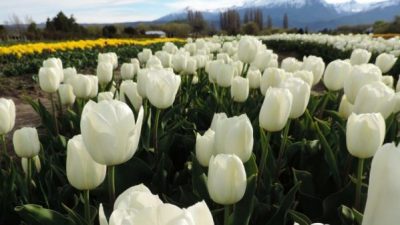 Se viene la época de tulipanes en Trevelin