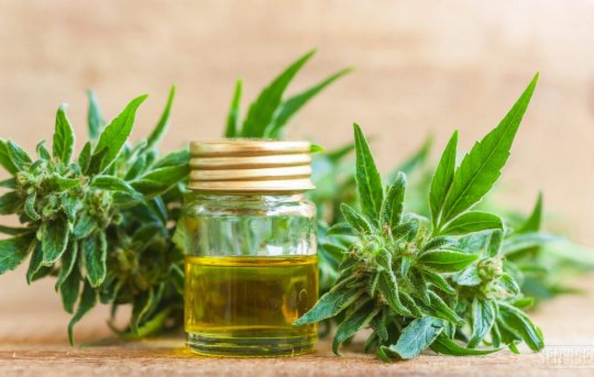 Hurlingham aprobó la producción pública de cannabis medicinal 