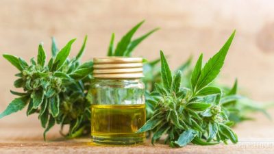 Hurlingham aprobó la producción pública de cannabis medicinal 