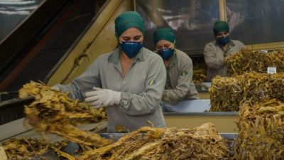 Alarma por el cierre de plantas de tabaco y reducción de personal