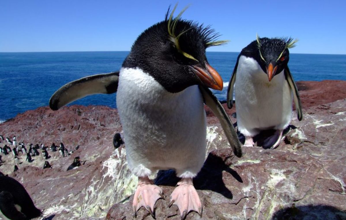 Llegaron los pingüinos de Penacho Amarillo a Puerto Deseado