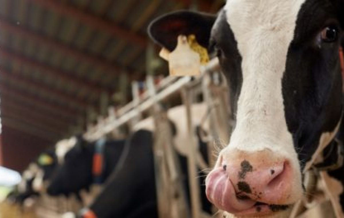 Las familias argentinas ya usan menos el auto y comen menos carne y leche