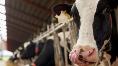 Las familias argentinas ya usan menos el auto y comen menos carne y leche