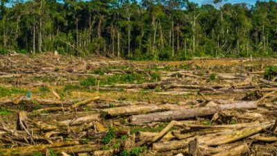 Brasil: record de deforestación en la Amazonia