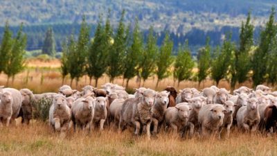 En Chubut, solo 193 terratenientes concentran 7,2 millones de hectáreas