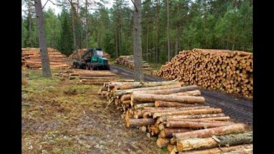 En Brasil la deforestación destruyó 16.100 km2 el año pasado
