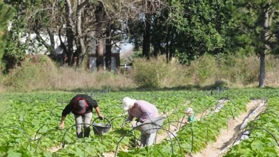 El 80% de la producción frutihortícola del país es de la comunidad boliviana