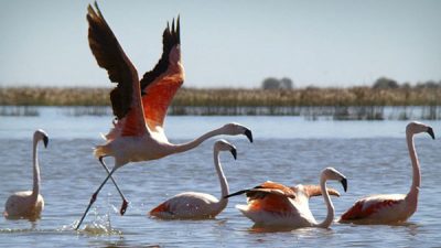Flamencos: hay más de 300 mil en Mar Chiquita