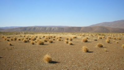Benetton recibe fondos estatales para forestar en Chubut