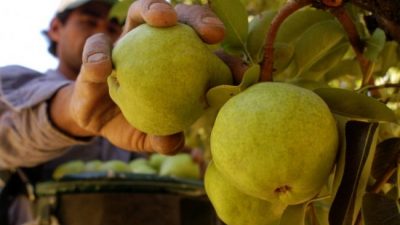 Productores del Alto Valle no adhieren al paro del campo y criticaron a dirigentes de ese sector