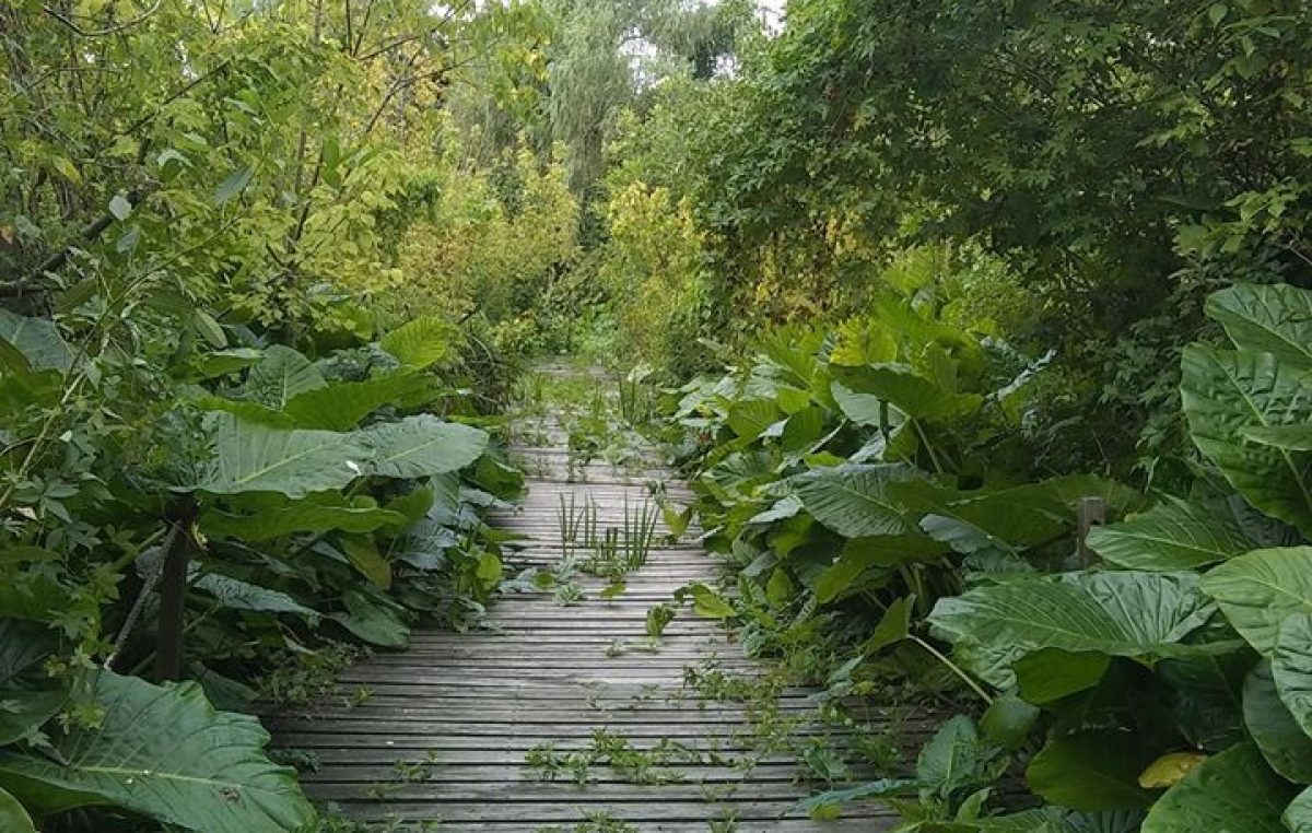 Conurbano verde: conocé las reservas naturales que sobreviven en el área más poblada del país
