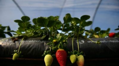 España contratará a desempleados y extranjeros como mano de obra agrícola