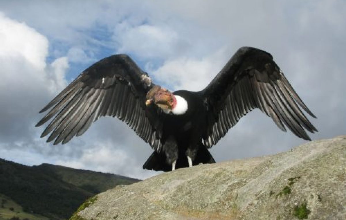 Bariloche mostrará su biodiversidad en el “City Nature Challenge”