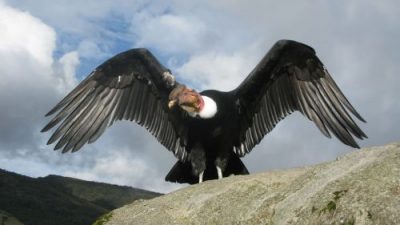 Bariloche mostrará su biodiversidad en el “City Nature Challenge”