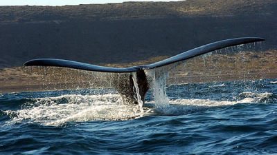 Llegaron las ballenas a Chubut, pero no habrá quién las mire