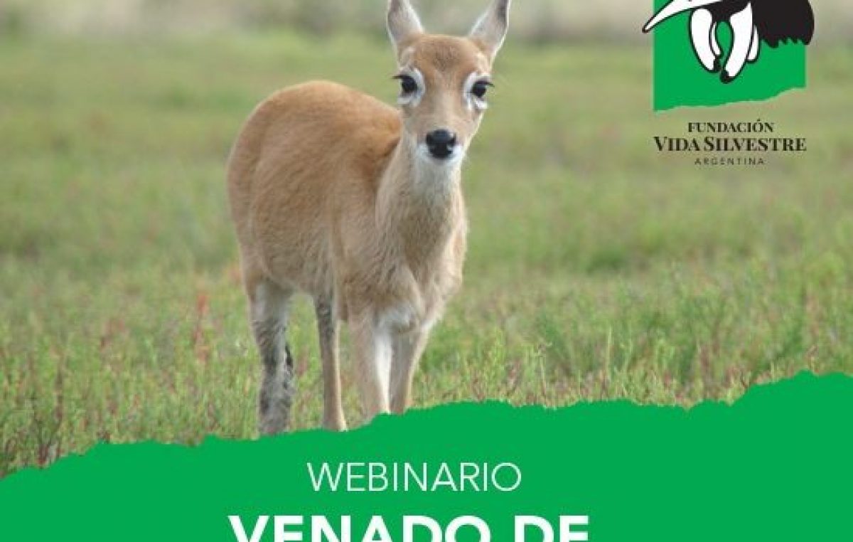 Vida Silvestre lanzó el portal #NosQuedamosEnCasa con contenidos para todas las edades
