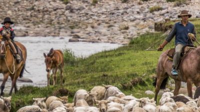 Norte neuquino: así aprenden el oficio más hermoso los hijos de los arrieros