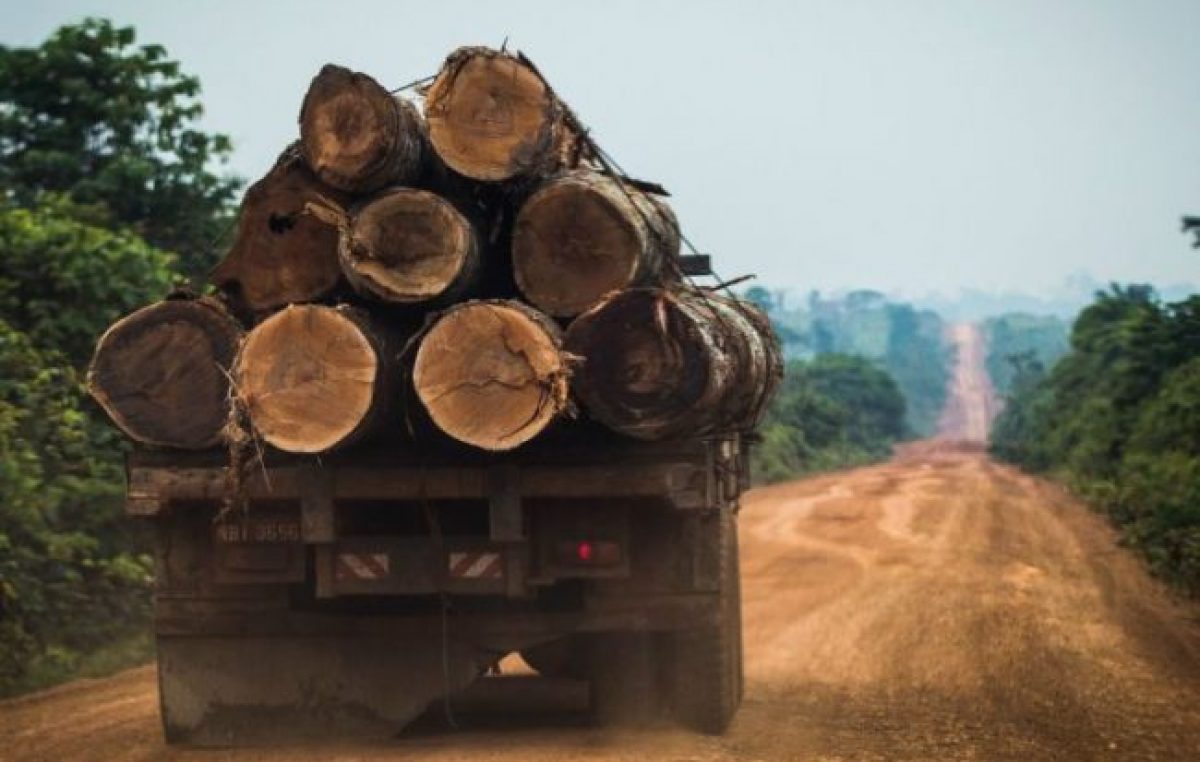 El coronavirus no detiene la deforestación: la tala en el Amazonas se disparó un 50% y advierten sobre el grave impacto en el clima argentino