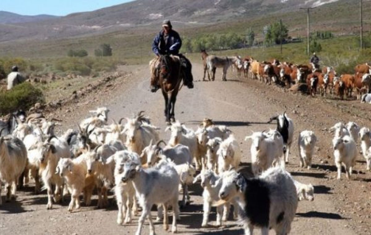 Provincia de Neuquén compra chivos para incentivar a los crianceros