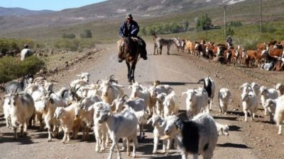 Provincia de Neuquén compra chivos para incentivar a los crianceros