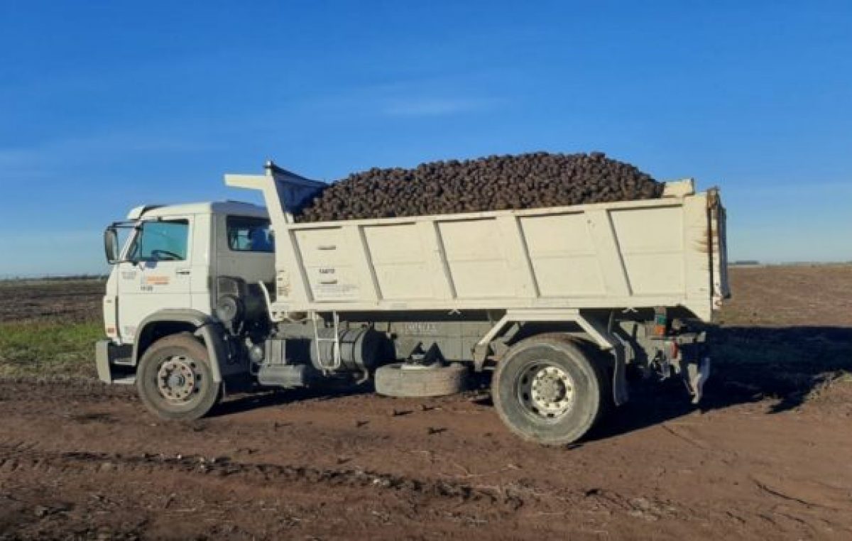Punta Alta: Ocho toneladas de papas para los beneficiarios del Programa Alimentario Municipal
