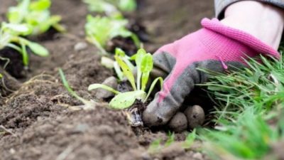 Comenzará en Rosario el programa Huerta Familiar Santafesina