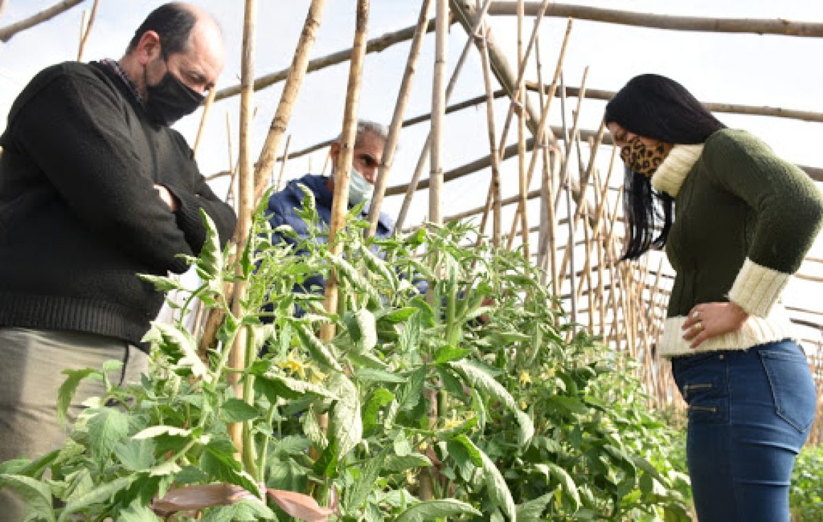 Buscan diversificar la producción en Santa Rosa y crearon 6 invernaderos