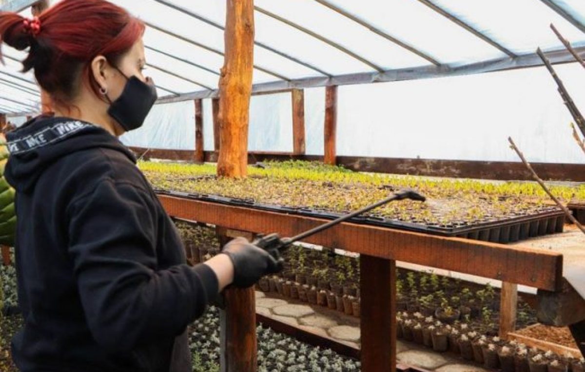 Los viveros municipales de Ushuaia produjeron más de 120 mil plantines y árboles
