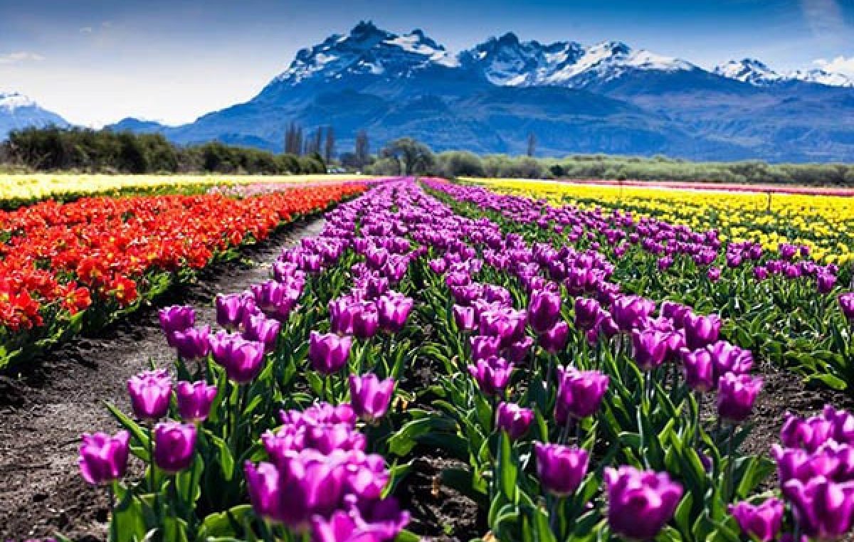 El Campo de Tulipanes de Trevelin, un espectáculo de colores en la primavera patagónica